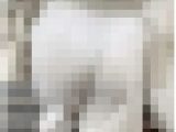 《白Tバックです！走りまくって魅力的な肉尻を揺らすショートヘア美女》